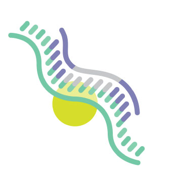 FANA ASOs for mRNA Silencing