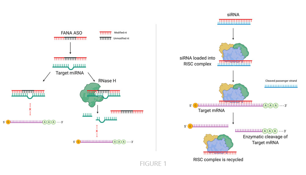 FANA ASOs for mRNA Silencing