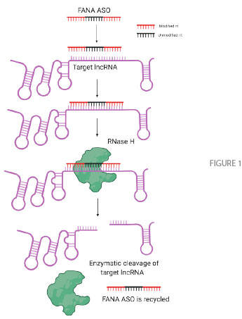 fna-fig-1